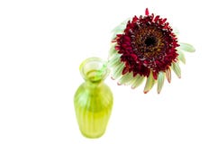 Gerbera λουλουδιών upgrowth σε μια απομονωμένη άποψης βάζων άνωθεν εικόνα στοκ φωτογραφίες Gerbera λουλουδιών upgrowth σε μια απομονωμένη άποψης βάζων άνωθεν εικόνα στοκ φωτογραφίες