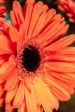 Gerbera ( стоковая фотография rf Gerbera ( стоковая фотография rf