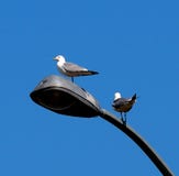 Geringde Gefactureerde Meeuwen of Larus Delawarensis op Straatlantaarn Royalty-vrije Stock Fotografie Geringde Gefactureerde Meeuwen of Larus Delawarensis op Straatlantaarn Royalty-vrije Stock Fotografie