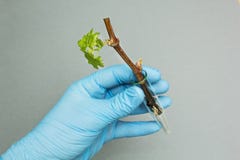 A germ of a new grape variety in a glass test tube in hand on a gray background, biotechnology royalty free stock photography A germ of a new grape variety in a glass test tube in hand on a gray background, biotechnology royalty free stock photography