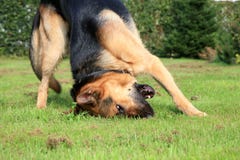 German Shepherd Dog Royalty Free Stock Photography German Shepherd Dog Royalty Free Stock Photography