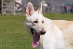 Blonde German Shepherd Dog stock image. Image of alsatian ...