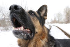 German Shepherd Dog Is Guarding Important Object Stock Photo