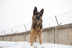 German Shepherd Dog Is Guarding Object Stock Images