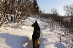 German Shepherd Dog On Snow Royalty Free Stock Photo