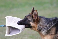 German Shepherd Dog puppy training. royalty free stock photo German Shepherd Dog puppy training. royalty free stock photo