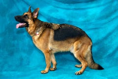 German Shepherd Dog Standing In Profile Stock Photo
