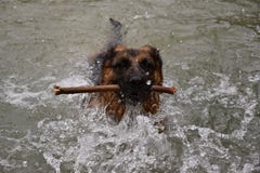 German Shepherd Dog swims in the water, and carries a stick. stock images German Shepherd Dog swims in the water, and carries a stick. stock images