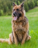 German Shepherd Looks Attentively In Retezat Mountains