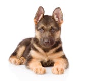 German Shepherd puppy lying in front. isolated on white Royalty Free Stock Images German Shepherd puppy lying in front. isolated on white Royalty Free Stock Images