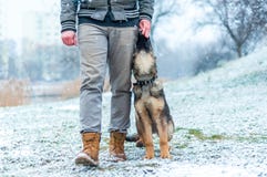 German shepherd puppy training stock images German shepherd puppy training stock images
