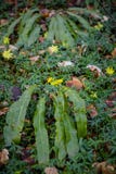 Fern and dead leaves on forest soil royalty free stock images Fern and dead leaves on forest soil royalty free stock images