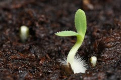 Germinating Seed Macro