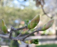 Germogli dell'albero della primavera fotografia stock libera da diritti Germogli dell'albero della primavera fotografia stock libera da diritti