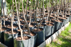 Germogli dell'albero in POT fotografie stock Germogli dell'albero in POT fotografie stock