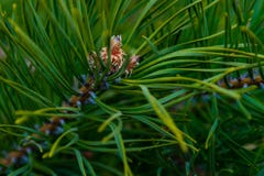 Germoglio su un ramo del pino immagini stock libere da diritti Germoglio su un ramo del pino immagini stock libere da diritti