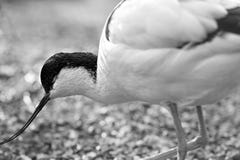 Gescheckter Avocet stockfoto Gescheckter Avocet stockfoto