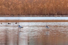 Gescheckter Avocet im Wasser, das Nahrungrecurvirostra avosetta nach Schwarzweiss-Stelzvogelvogel sucht lizenzfreie stockbilder Gescheckter Avocet im Wasser, das Nahrungrecurvirostra avosetta nach Schwarzweiss-Stelzvogelvogel sucht lizenzfreie stockbilder
