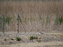 Geschecktes AvocetRecurvirostra-avosetta lizenzfreie stockfotos Geschecktes AvocetRecurvirostra-avosetta lizenzfreie stockfotos