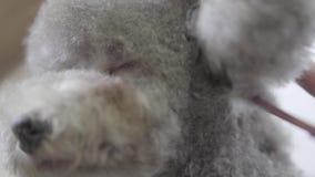 Geschickter Haustier Groomer, der zum flaumigen kleinen netten Hundehaarschnitt mit Scheren auf Mündung macht Langsame Bewegung stock video footage Geschickter Haustier Groomer, der zum flaumigen kleinen netten Hundehaarschnitt mit Scheren auf Mündung macht Langsame Bewegung stock video footage