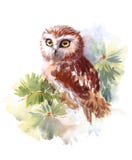 Geschilderd Owl Watercolor Bird Illustration Hand Royalty-vrije Stock Fotografie Geschilderd Owl Watercolor Bird Illustration Hand Royalty-vrije Stock Fotografie
