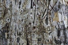 Geschnittene geschnitzte Graffiti auf der Barke eines blauen Eukalyptus lizenzfreies stockbild Geschnittene geschnitzte Graffiti auf der Barke eines blauen Eukalyptus lizenzfreies stockbild