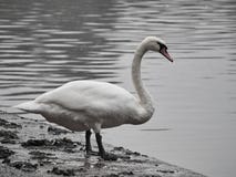 Geschossen von einem schönen Schwan lizenzfreie stockfotos Geschossen von einem schönen Schwan lizenzfreie stockfotos