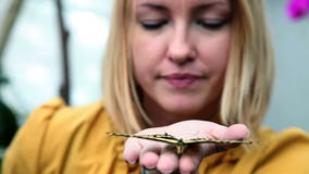 Geschoten van jonge vrouw met een vlinder in haar hand stock videobeelden Geschoten van jonge vrouw met een vlinder in haar hand stock videobeelden