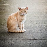 Geschrammter und vernachlässigter Streu-Feral Male Ginger Cat auf Straße lizenzfreies stockbild Geschrammter und vernachlässigter Streu-Feral Male Ginger Cat auf Straße lizenzfreies stockbild