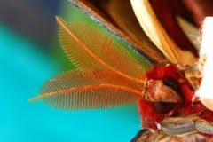 Gesicht der Atlas-Motte (Attacus Atlas) stockfotos Gesicht der Atlas-Motte (Attacus Atlas) stockfotos