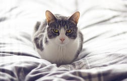 Gestreepte grijze kat met prachtige gele ogen stock afbeeldingen Gestreepte grijze kat met prachtige gele ogen stock afbeeldingen