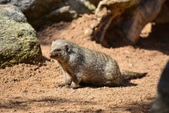 Gestreifter Mungo Mungomungo stockbilder Gestreifter Mungo Mungomungo stockbilder