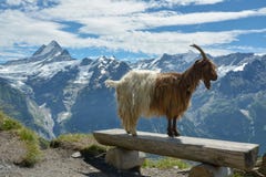 Getmodell som poserar i Swisss fjällängar fotografering för bildbyråer Getmodell som poserar i Swisss fjällängar fotografering för bildbyråer