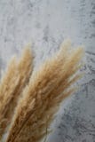 Getrocknete Blumen in einem Vase Graues minimalistic von Inter- im Dachboden getreide lizenzfreie stockfotos Getrocknete Blumen in einem Vase Graues minimalistic von Inter- im Dachboden getreide lizenzfreie stockfotos