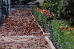 Gevallen bladeren van bomen op grond van een park Typisch de herfstbeeld royalty-vrije stock foto Gevallen bladeren van bomen op grond van een park Typisch de herfstbeeld royalty-vrije stock foto