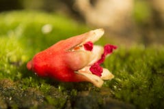 Gevallen de Granaatappelbloem van de kleurrijke Herfst stock foto Gevallen de Granaatappelbloem van de kleurrijke Herfst stock foto