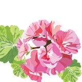 Gevoelige Roze geraniumbloemen stock illustratie Gevoelige Roze geraniumbloemen stock illustratie