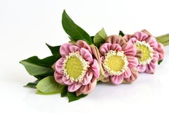 Gevouwen roze die lotusbloembloemen op witte achtergrond worden geïsoleerd royalty-vrije stock fotografie Gevouwen roze die lotusbloembloemen op witte achtergrond worden geïsoleerd royalty-vrije stock fotografie