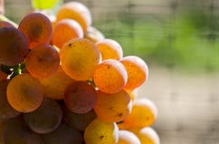 Gewurtztraminer Biały Wina Winogrona na Winogradzie -6 Obraz Stock Gewurtztraminer Biały Wina Winogrona na Winogradzie -6 Obraz Stock