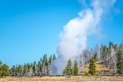 Geysir, der in Yellowstone Nationalpark ausbricht lizenzfreies stockfoto Geysir, der in Yellowstone Nationalpark ausbricht lizenzfreies stockfoto
