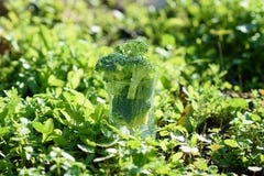 Gezonde Groene Organische Ruwe Broccolibloemen Klaar voor het Koken Bu stock fotografie Gezonde Groene Organische Ruwe Broccolibloemen Klaar voor het Koken Bu stock fotografie