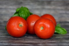 Gezonde verse en rijpe glanzende rode tomaten met basilicumbladeren op houten achtergrond royalty-vrije stock foto Gezonde verse en rijpe glanzende rode tomaten met basilicumbladeren op houten achtergrond royalty-vrije stock foto