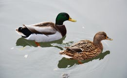 Geïsoleerd paar zoete eenden die op de vijver, natuurlijk beeld zwemmen Stock Fotografie Geïsoleerd paar zoete eenden die op de vijver, natuurlijk beeld zwemmen Stock Fotografie