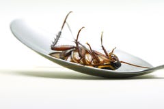 Geïsoleerde Ockroach/het liggen doden van geïsoleerde kakkerlakkeninsect op lepel stock foto's Geïsoleerde Ockroach/het liggen doden van geïsoleerde kakkerlakkeninsect op lepel stock foto's