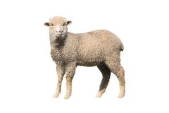 Geïsoleerdec schapen royalty-vrije stock afbeeldingen Geïsoleerdec schapen royalty-vrije stock afbeeldingen