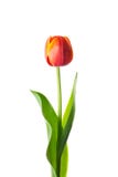Geïsoleerdet tulpenbloem royalty-vrije stock afbeelding Geïsoleerdet tulpenbloem royalty-vrije stock afbeelding