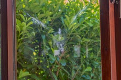 The Ghost Pidgeon comes calling stock photography The Ghost Pidgeon comes calling stock photography