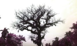 The ghost tree stock image The ghost tree stock image