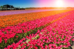 Giacimento della primavera con i tulipani multicolori sboccianti Fotografia Stock Libera da Diritti Giacimento della primavera con i tulipani multicolori sboccianti Fotografia Stock Libera da Diritti
