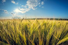 Giacimento della segale un giorno di estate soleggiato fotografie stock libere da diritti Giacimento della segale un giorno di estate soleggiato fotografie stock libere da diritti